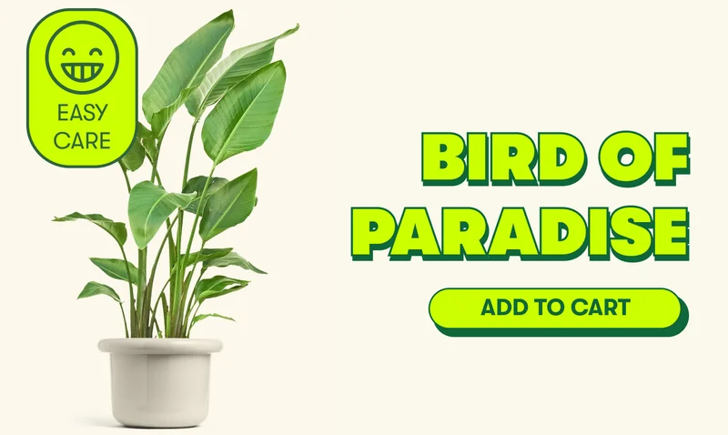 Bird of Paradise [ADD TO CART]
