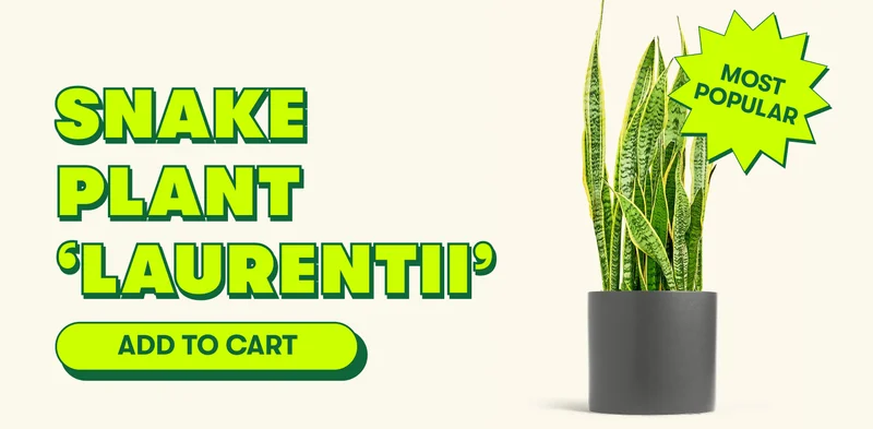 Snake Plant ‘Laurentii’ [ADD TO CART]