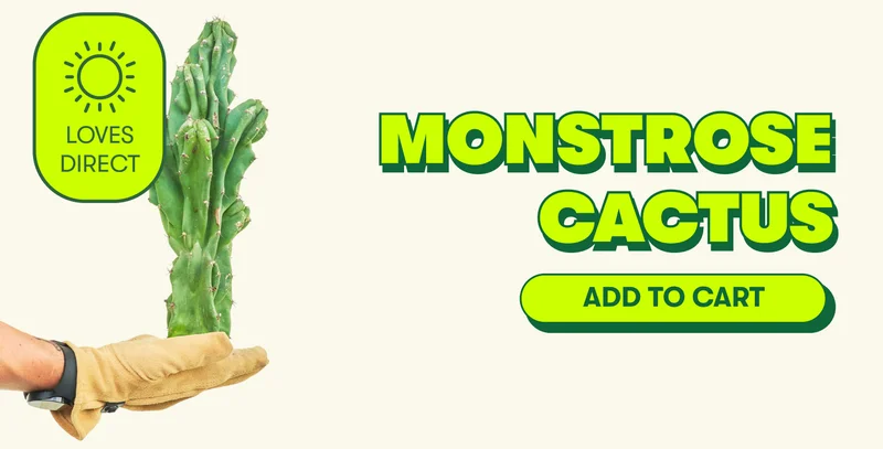 MONSTROSE CACTUS [ADD TO CART]