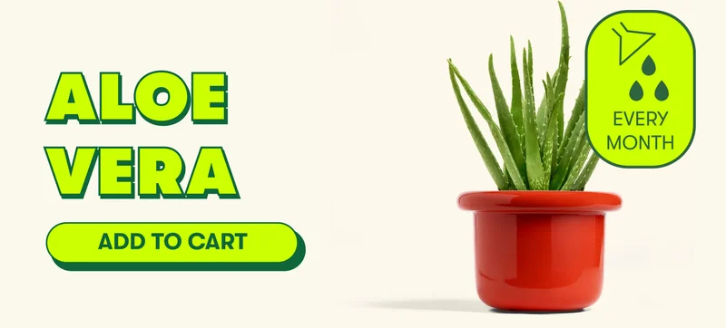 Aloe Vera  [ADD TO CART]