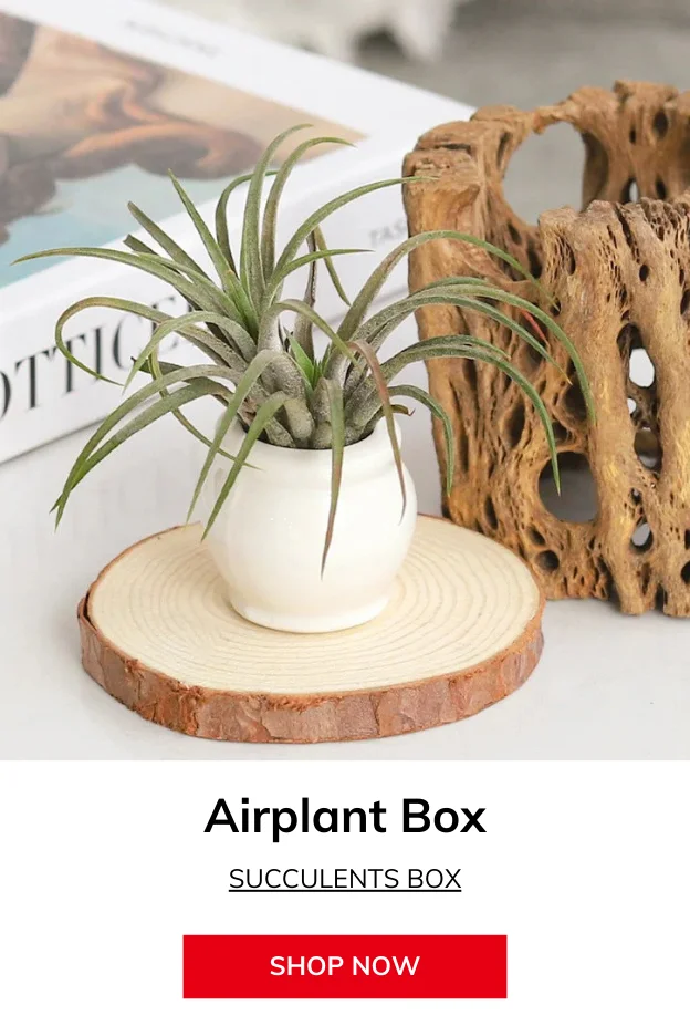 Airplant Box