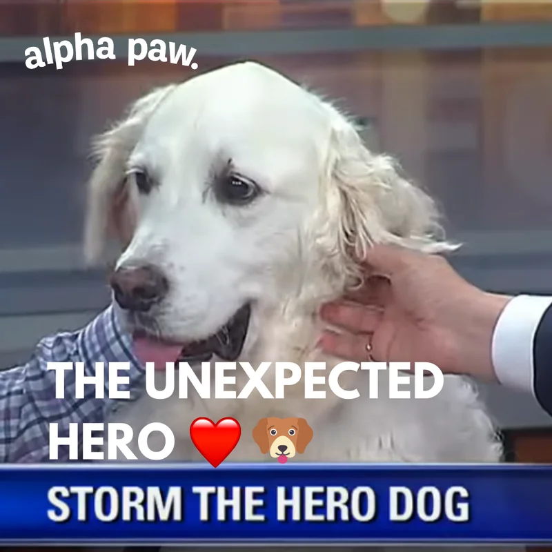 Storm the hero