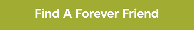 Find A Forever Friend
