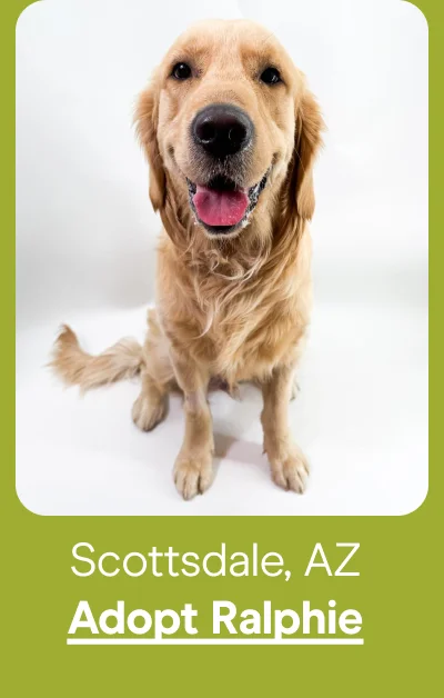 Adopt Ralphie