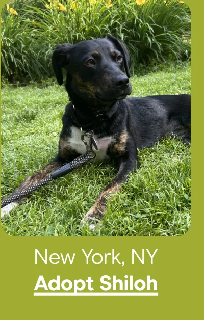 Adopt Shiloh