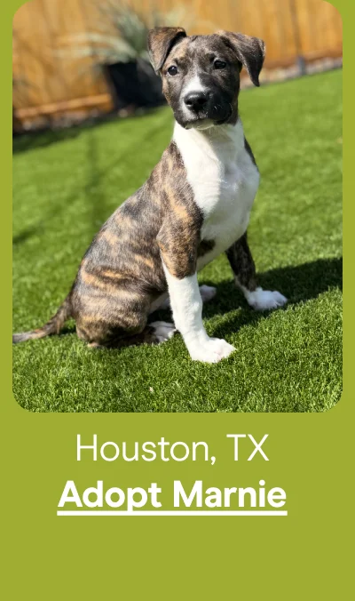 Adopt Marnie