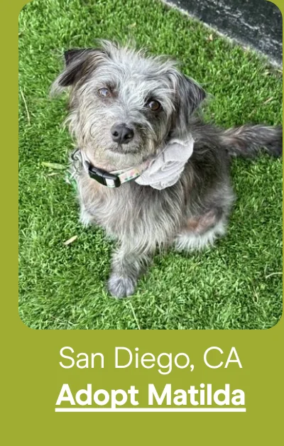 Adopt Matilda