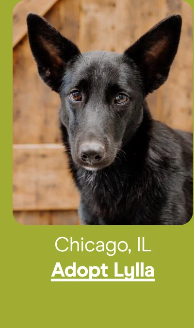 Adopt Lylla