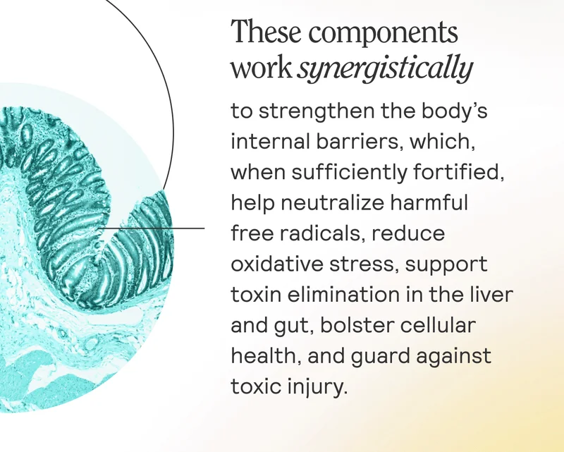 These components work synergistically to strengthen the body’s internal barriers, which, when sufficiently fortified, help neutralize harmful free radicals, reduce oxidative stress, support toxin elimination in the liver and gut, bolster cellular health, and guard against toxic injury.