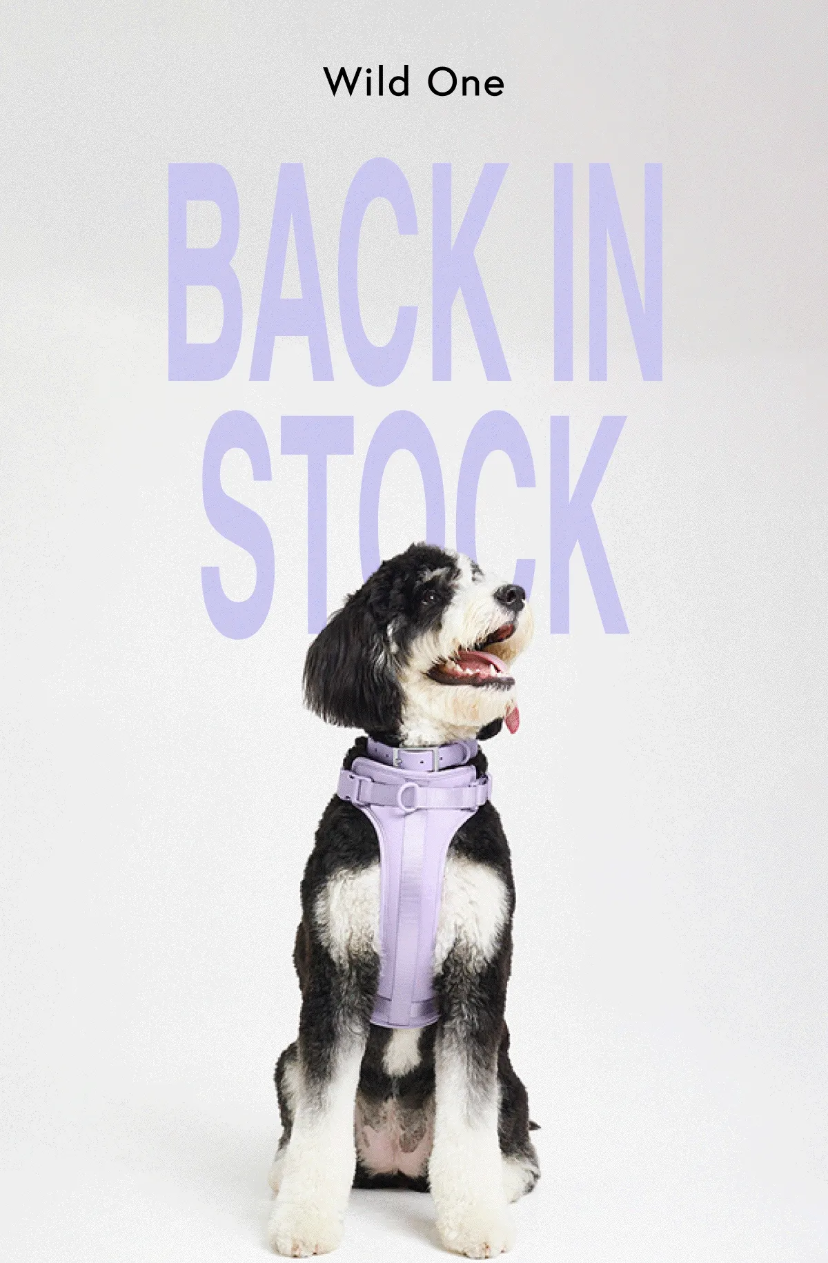 BACK IN STOCK