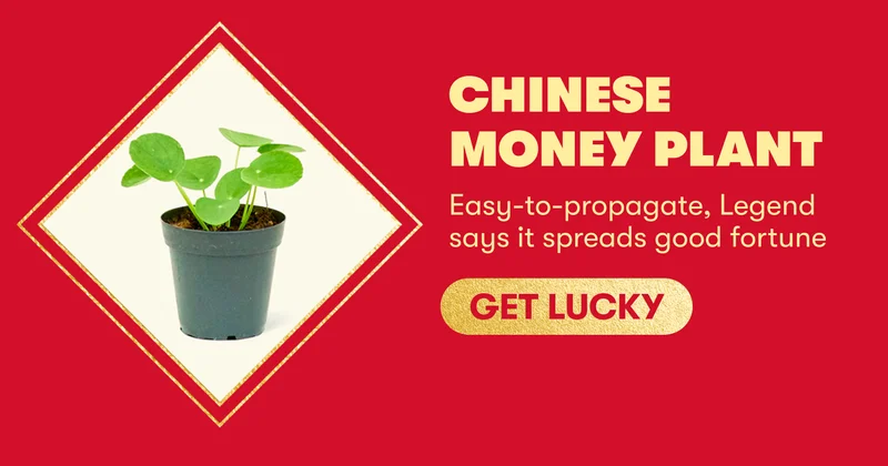 Chinese Money Plant - Easy-to-propagate, Legend says it spreads good fortune. Get Lucky