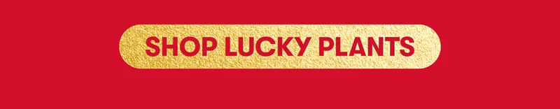 Shop Lucky Plants