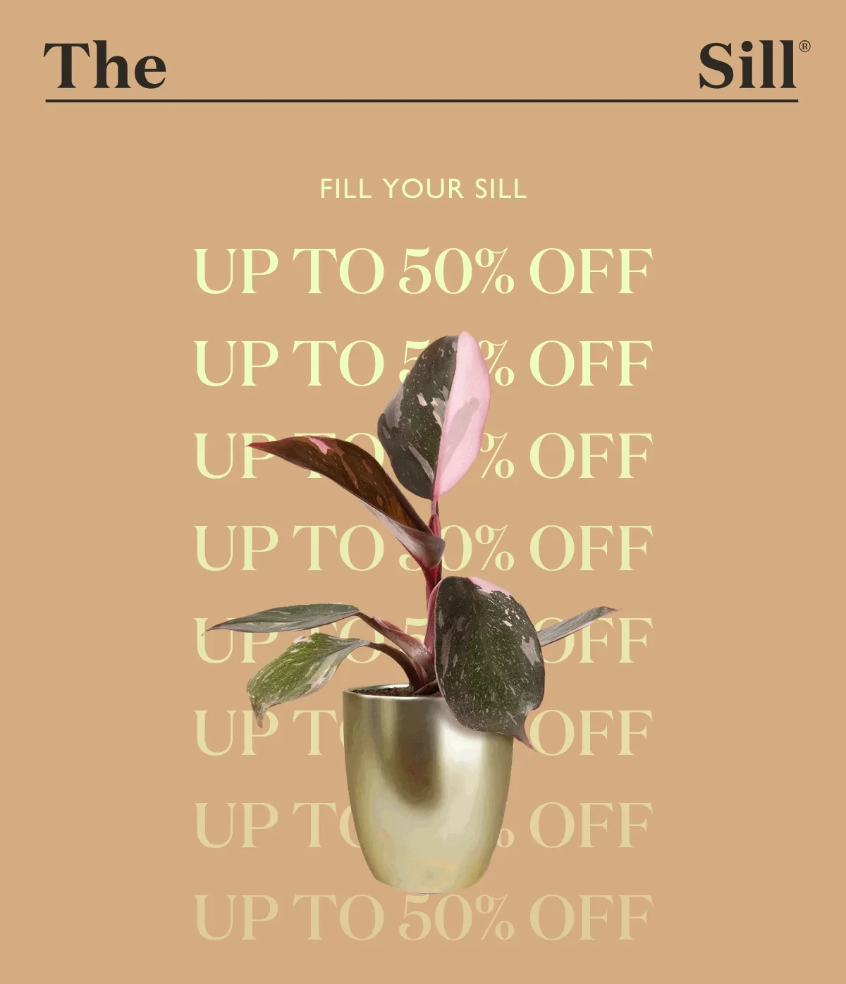 FILL YOUR SILL: UP TO 50% OFF