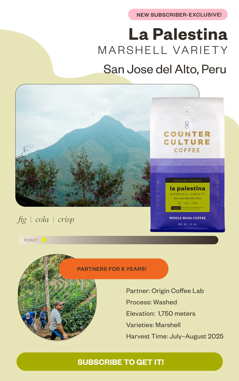 New Subscriber- exclusive! La Palestina Mashell Variety San Jose del Alto, Peru fig cola crisp  Partners for 8 years! Partner: Origin Coffee Lab Process: Washed Elevation: 1,750 meters Varieties: Narshell Harvest Time: July-August 2025 Subscribe to get it!
