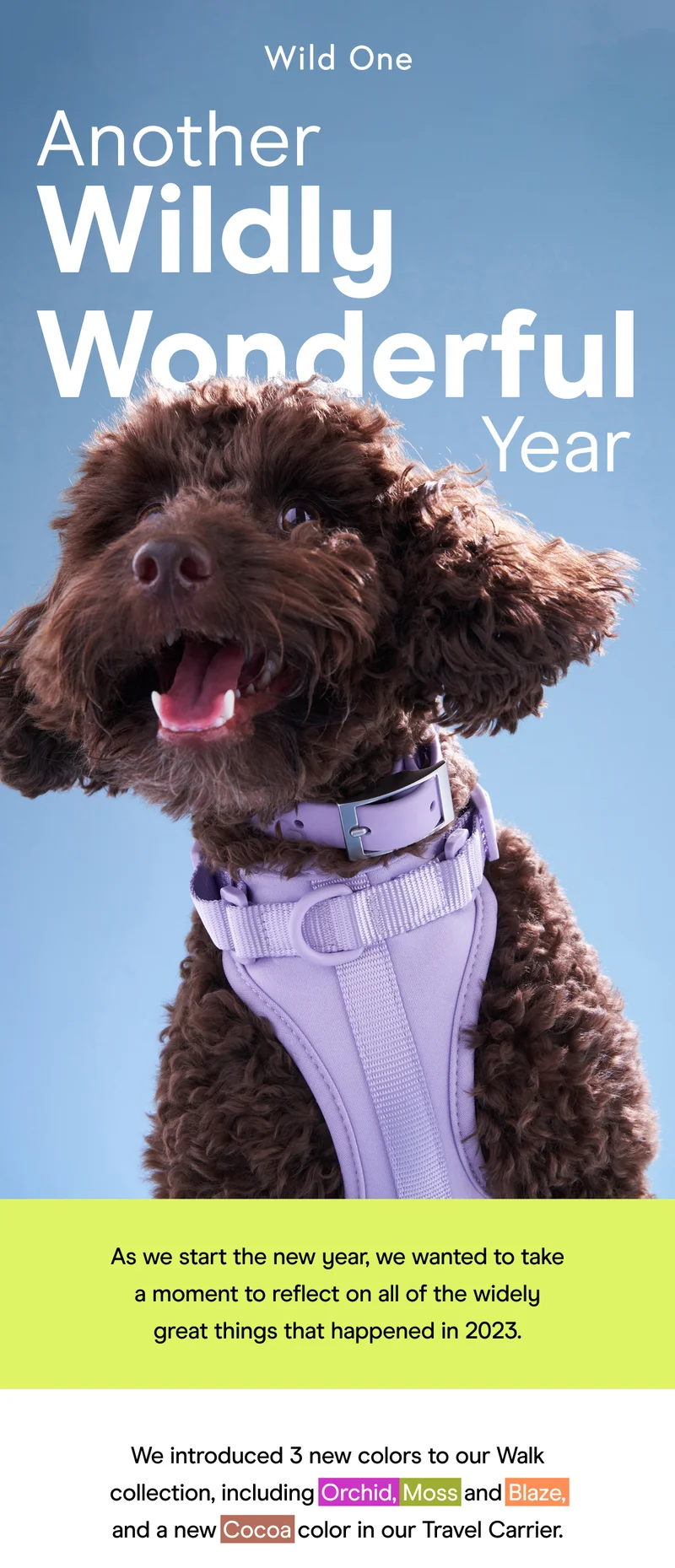 Wild One dog wearing harness purple
