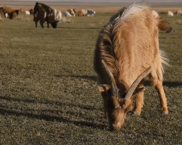 Image | Goats grazing