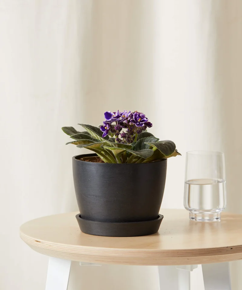 Image of Bi-Color African Violet