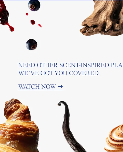 Need other scent-inspired plans? We’ve got you covered.  CTA: watch now →