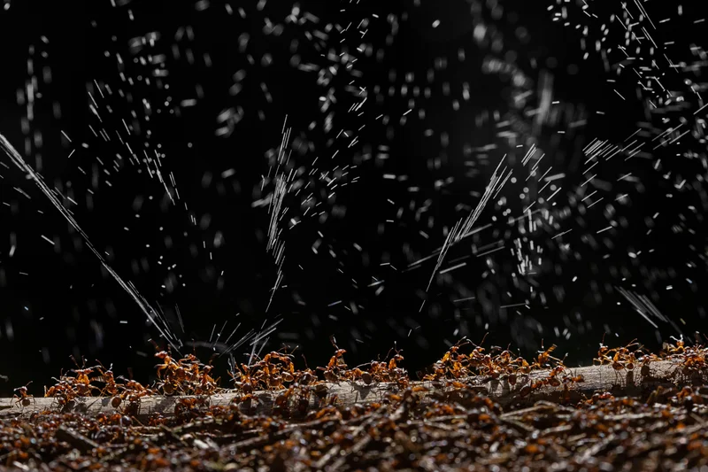 Red wood ant workers on top of the nest hill reacting in defensive behavior by spraying formic acid up from a gland in rear of their abdomens.