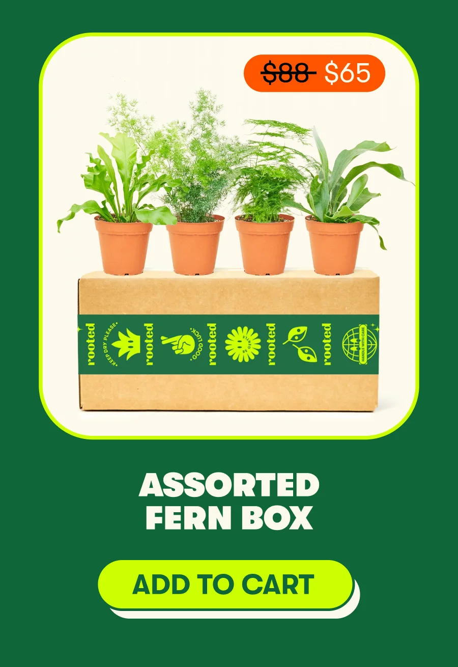 Assorted Fern Box [ ADD TO CART]
