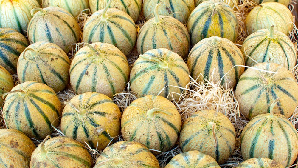 Cavaillon Melon