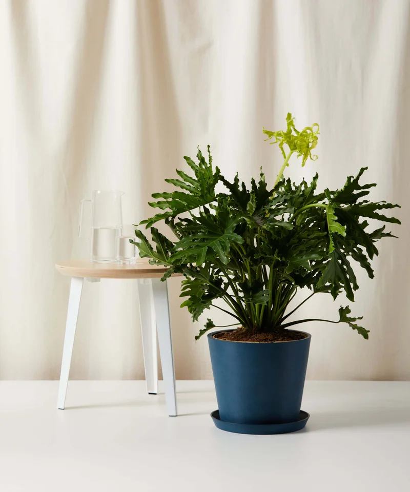 Image of Philodendron Hope Selloum
