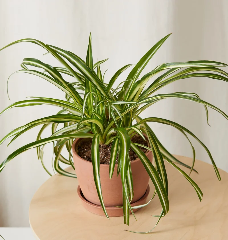 Small spider plant overhead