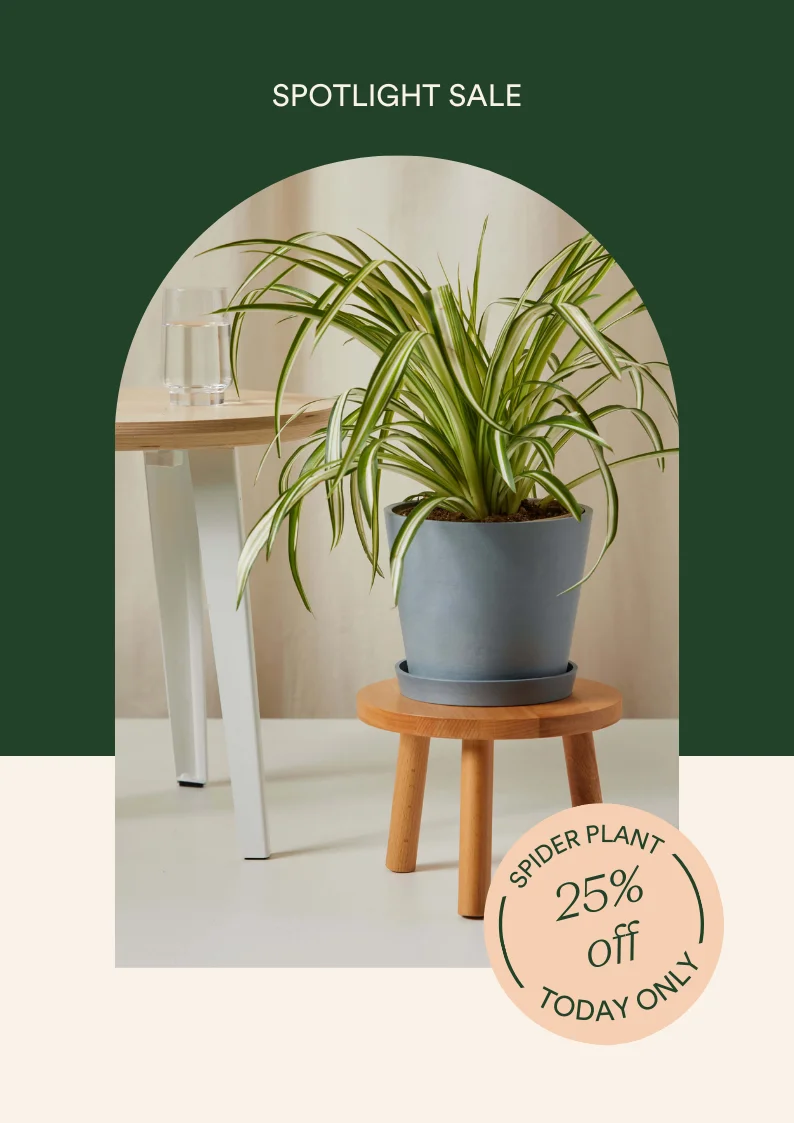 shop md spider plant