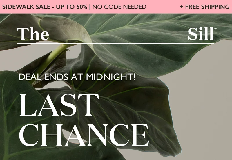 Last Chance: $100 off Alocasia Regal Shield
