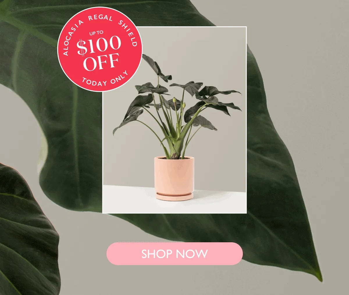 Deal of the Day Ends 12AM EST