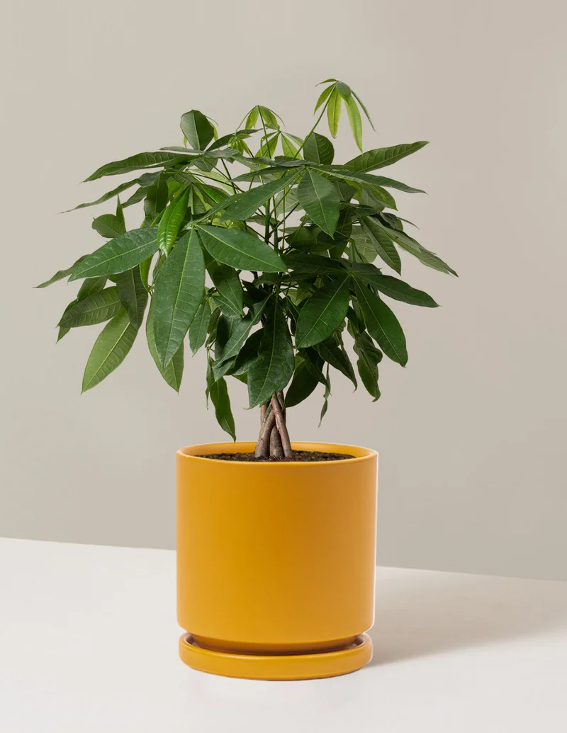Image of Money Tree Plant