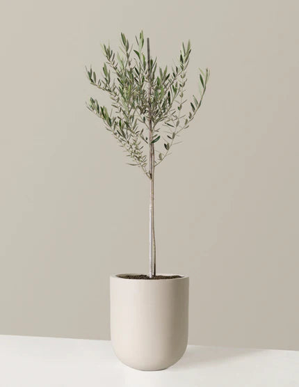 Image of Arbequina Olive Tree