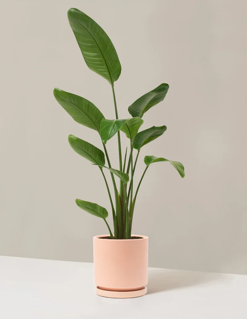 Image of Bird of Paradise