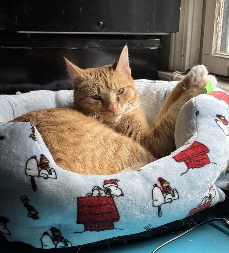 Orange cat sleeping in cat bed