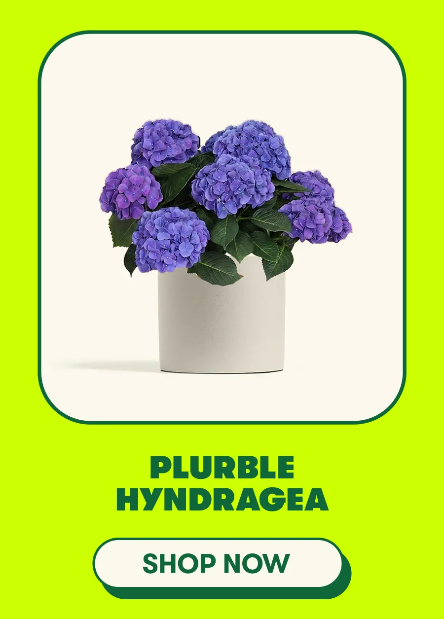 Blurple Hydrangea
