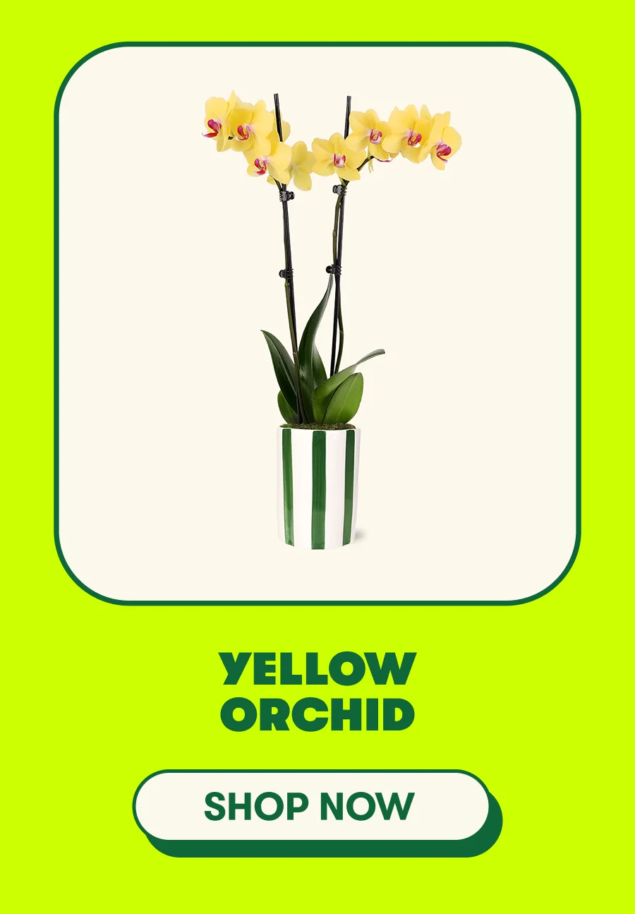 Yellow Orchid