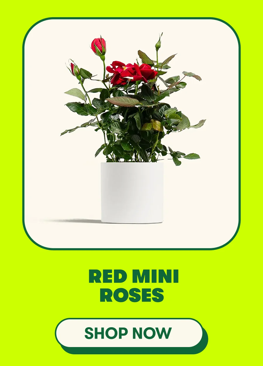 Red Mini Roses