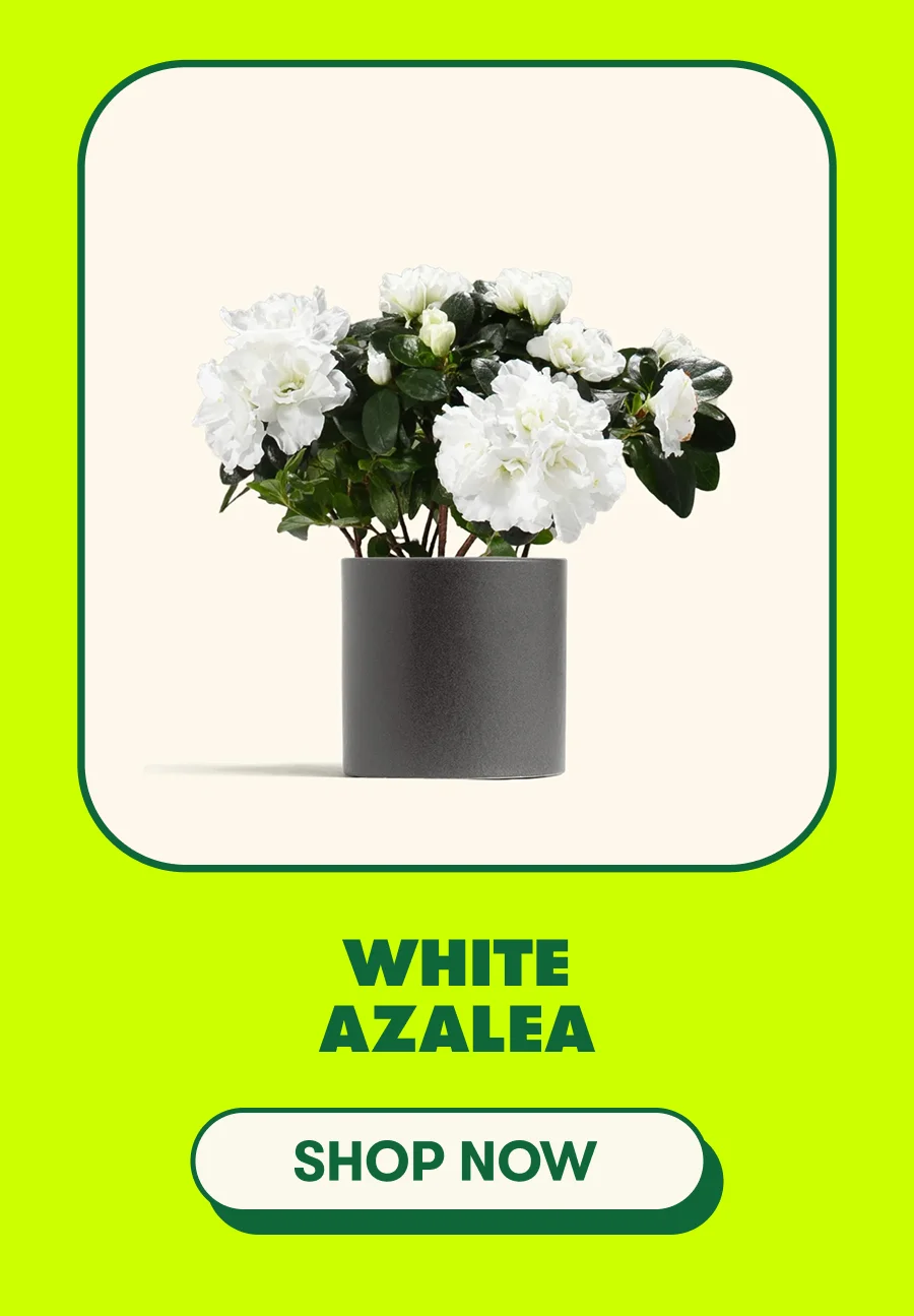 White Azalea