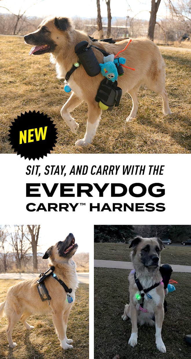 Sit, stay, and carry with the EveryDog™ Carry Harness
