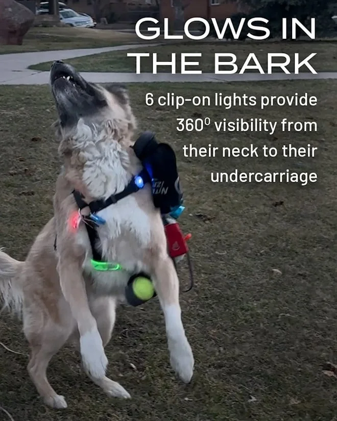 Glows in the bark | 6 clip-on lights provide 360º visibility from their neck to their undercarriage