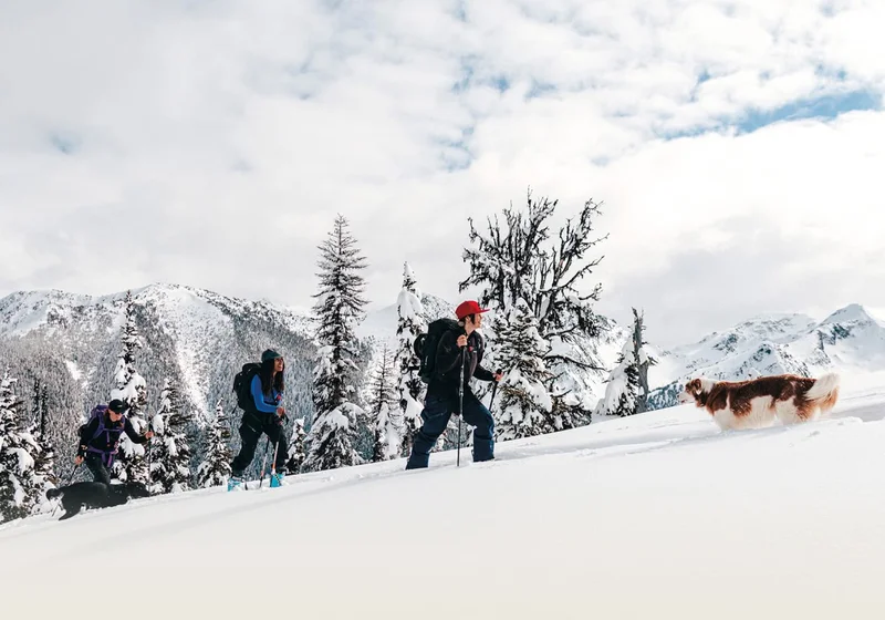 Three backcountry skiers and two dogs skinning uphill.