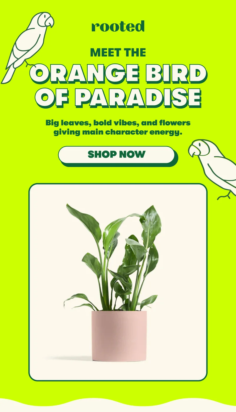 Shop Orange Bird of Paradise