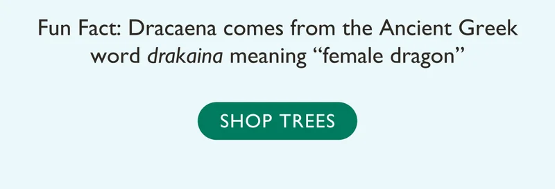 Shop Indoor and Outdoor Trees