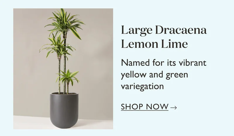 Large Dracaena Lemon Lime