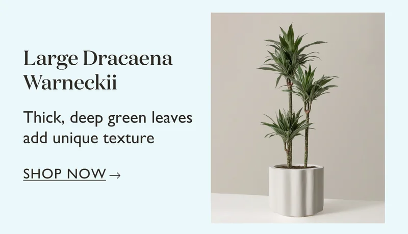 Large Dracaena Warneckii
