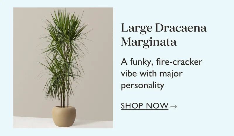 Large Dracaena Marginata