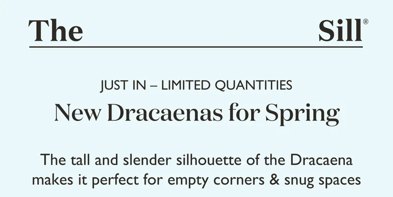 New Dracaenas for Spring! The tall and slender silhouette of the Dracaena makes it perfect for empty corners and snug spaces.
