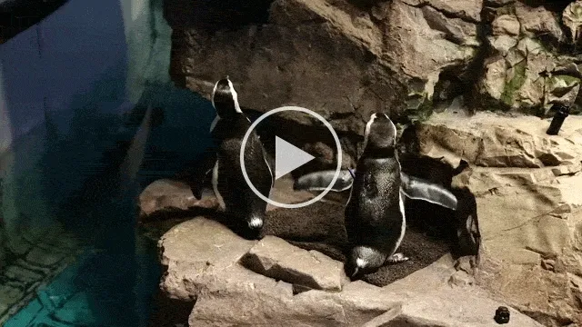 Seven African penguins live in an enclosure at the New England Aquarium that is designed for penguins of an advanced age.