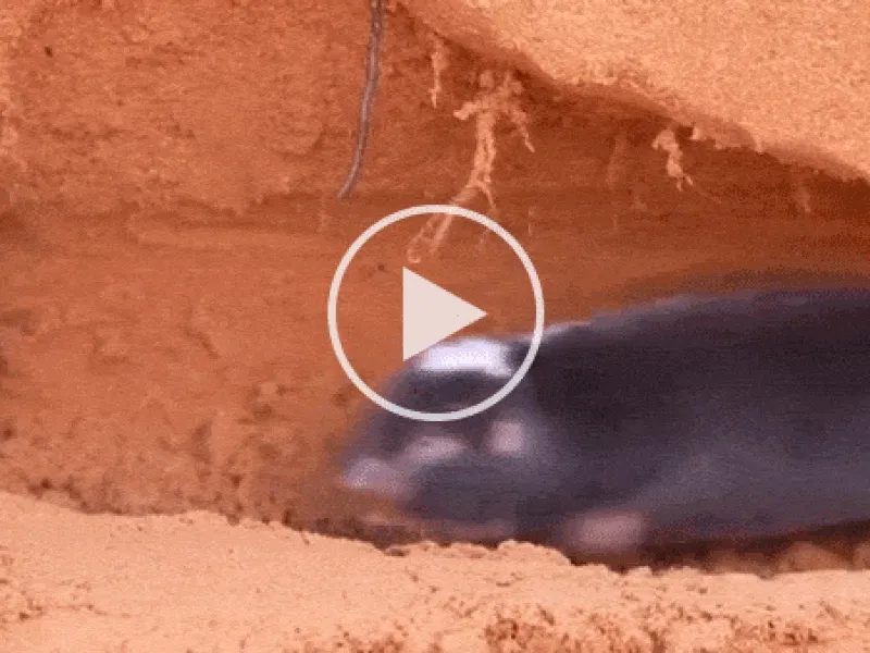 Researchers excavated a mole-rat tunnel complex at the Kalahari Research Centre in South Africa to find one digging up dirt and backfilling a tunnel. These behaviors encourage a nearby tuber vegetable to grow. Researchers excavated a mole-rat tunnel complex at the Kalahari Research Centre in South Africa to find one digging up dirt and backfilling a tunnel. These behaviors encourage a nearby tuber vegetable to grow.