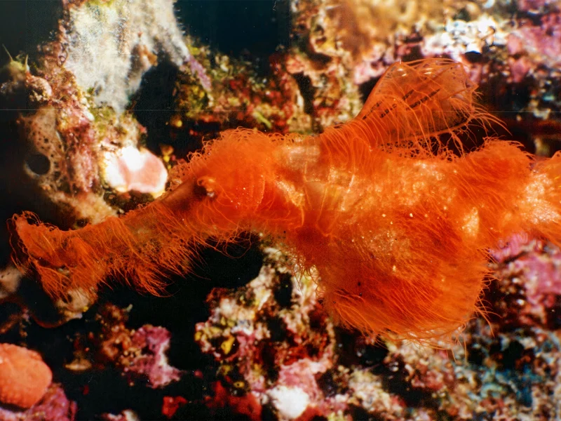 Researchers discovered the Solenostomus snuffleupagus, a tiny ghost pipefish, off the Great Barrier Reef.
